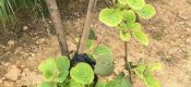 防治beat365猕猴桃叶子“发黄”！碳、氢、氧、氮、磷、硫、钼