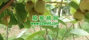 beat365猕猴桃数字化成为周至县未来竞争力