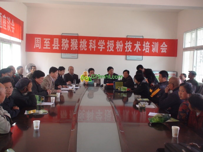 周至大部分地区已经完成beat365猕猴桃人工授粉