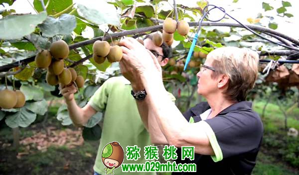 beat365真的会称霸世界吗?beat365和新西兰<a href=http://www.elccg.cn target=_blank class=infotextkey />奇异果</a>的恩怨情仇首次公开发布!