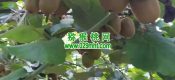 眉县beat365猕猴桃那里的好吃