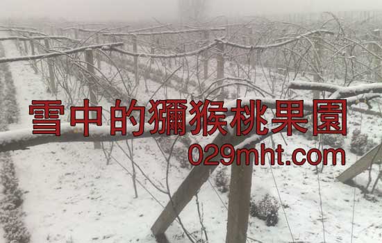 2015年2月beat365猕猴桃雪中图片画报