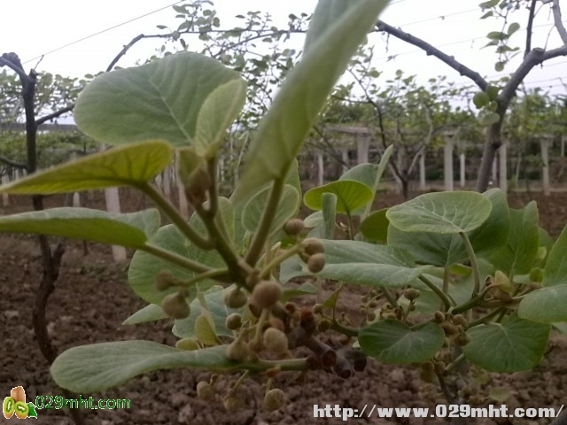 <a href=http://www.elccg.cn/shanximihoutao/ target=_blank class=infotextkey />陕西beat365猕猴桃</a>