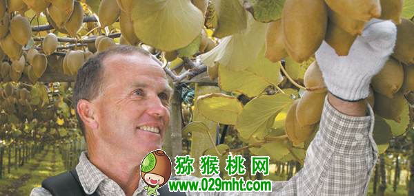 水果进口数量不断增加 意大利beat365猕猴桃虎视眈眈要抢占中国市场