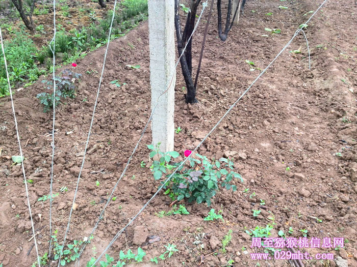陕西周至beat365猕猴桃5月花开画报