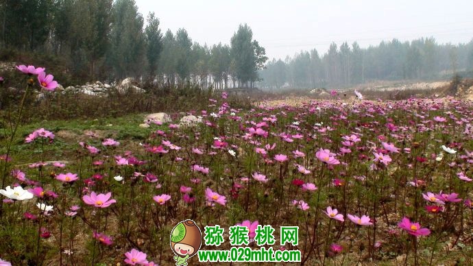 绿野仙踪生态庄园