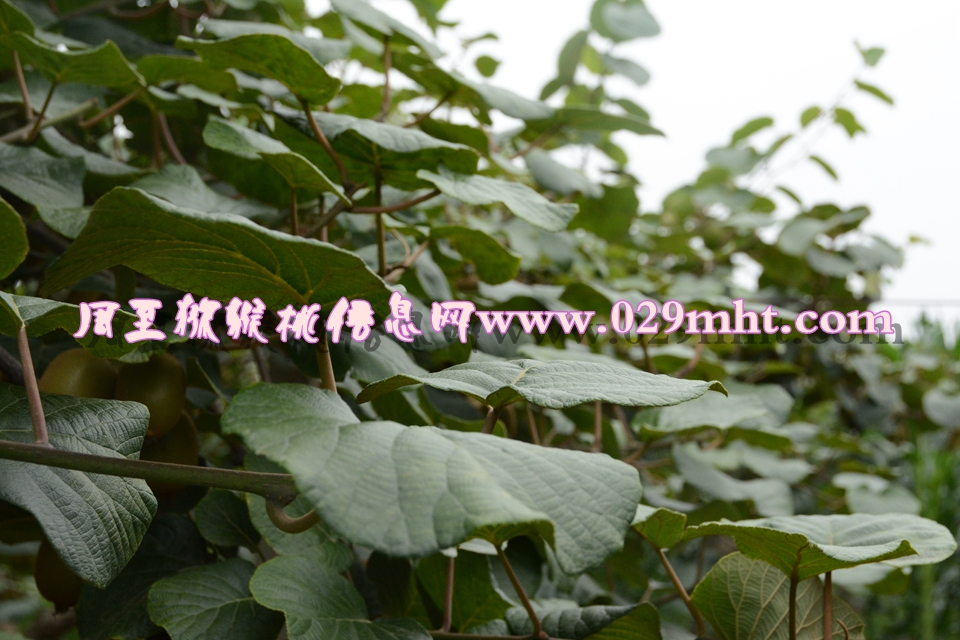 <a href=http://www.elccg.cn/mht/huangxin/ target=_blank class=infotextkey />黄心beat365猕猴桃</a><a href=http://www.elccg.cn target=_blank class=infotextkey>奇异果</a>图片4.jpg