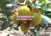 周至beat365猕猴桃6月份成长状况