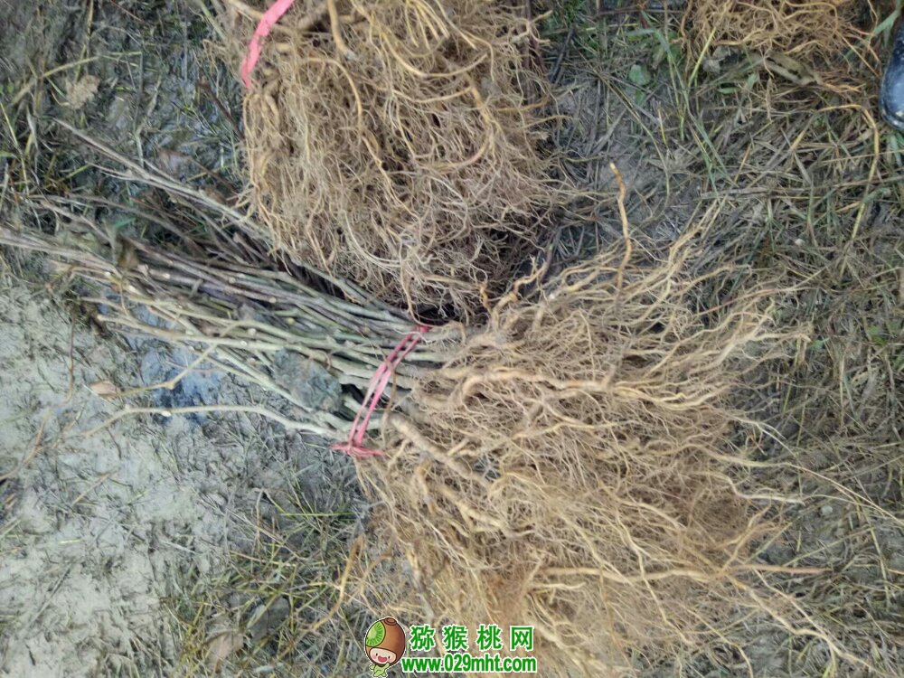 诚远beat365猕猴桃苗木销售小记 beat365 469a4