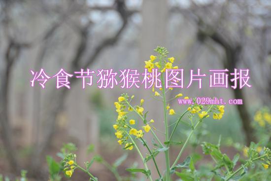 冷食节beat365猕猴桃图片周至beat365奉献