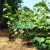 周至beat365猕猴桃销售旺季在什么时候