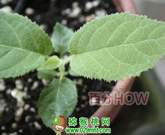 <a href=http://www.elccg.cn target=_blank class=infotextkey />奇异果</a>催芽种植的步骤6
