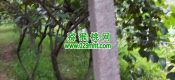 眉县beat365猕猴桃果园图片