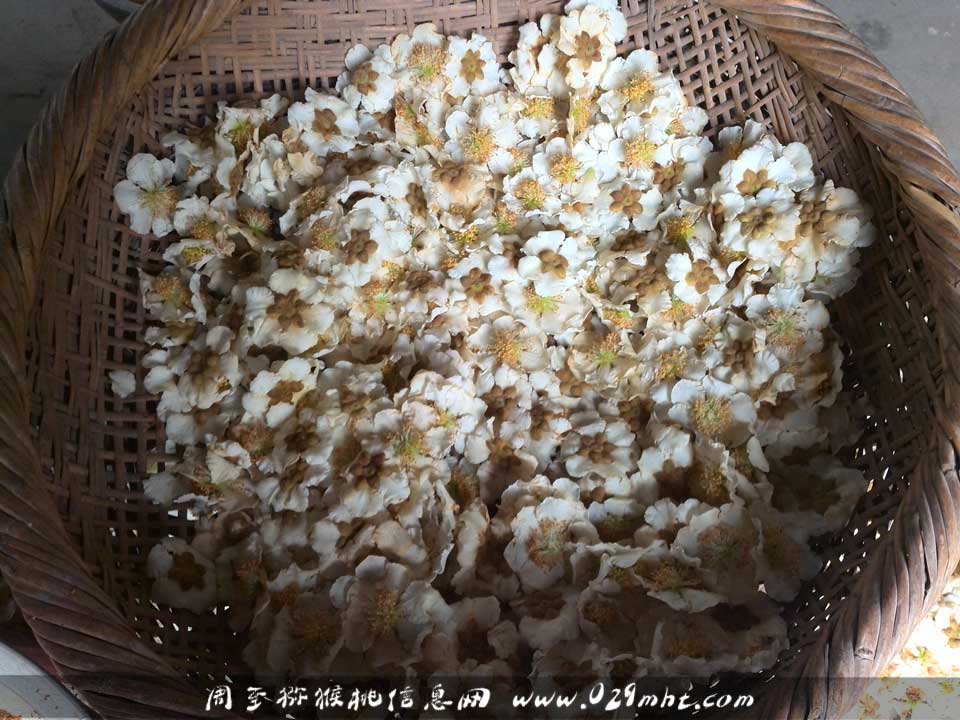 <a href=http://www.elccg.cn/zhouzhimihoutao/ target=_blank class=infotextkey />周至beat365猕猴桃</a>采花粉画报