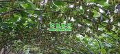 西安市周至县beat365猕猴桃之乡2022年5月25日beat365猕猴桃生长照片
