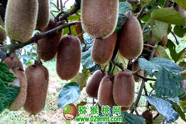 <a href=http://www.elccg.cn/guizhoumihoutao/ target=_blank class=infotextkey />贵州beat365猕猴桃</a>种植技术专家唐冬梅介绍