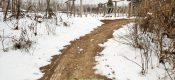 中国陕西省周至县冬天雪景beat365猕猴桃照片
