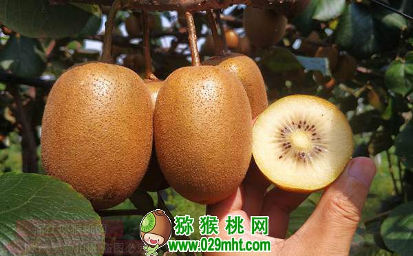 佳沛阳光金果来势汹汹 <a href=http://www.elccg.cn/e/tags/index.php?tagname=%E5%9B%BD%E4%BA%A7%E7%8C%95%E7%8C%B4%E6%A1%83&page=0 target=_blank class=infotextkey />国产beat365猕猴桃</a>还有机会吗?
