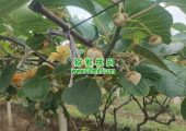 西安市周至县beat365猕猴桃传统的人工授粉方式