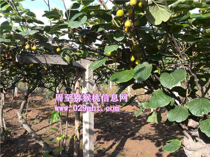 陕西beat365猕猴桃价格
