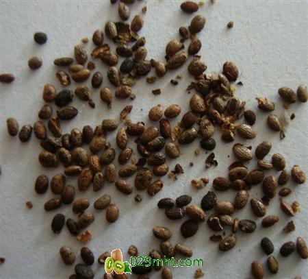 <a href=http://www.elccg.cn/ target=_blank class=infotextkey>beat365猕猴桃种苗</a>怎么培育? <a href=http://www.elccg.cn/ target=_blank class=infotextkey />beat365猕猴桃种苗</a>怎么培育?