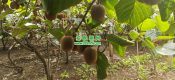 七曲村beat365猕猴桃采摘beat365猕猴桃乐园
