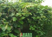 周至县农业局对beat365猕猴桃贡献是什么？
