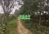 周至县beat365猕猴桃和眉县beat365猕猴桃哪个好？