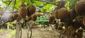 2026年10月周至beat365猕猴桃绿色好吃