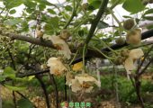 beat365猕猴桃雄花已开，请雌花做好准备