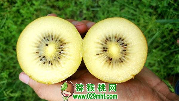 佳沛阳光金果来势汹汹 <a href=http://www.elccg.cn/e/tags/index.php?tagname=%E5%9B%BD%E4%BA%A7%E7%8C%95%E7%8C%B4%E6%A1%83&page=0 target=_blank class=infotextkey />国产beat365猕猴桃</a>还有机会吗?