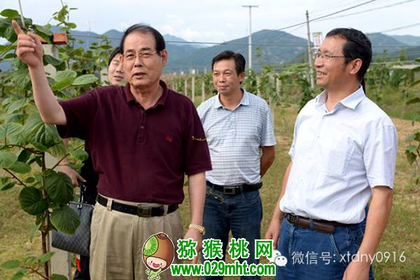 <a href=http://www.elccg.cn/shanximihoutao/ target=_blank class=infotextkey />陕西beat365猕猴桃</a>首席科学家刘占德