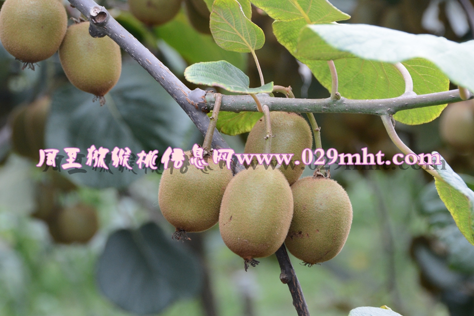 <a href=http://www.elccg.cn/mht/huangxin/ target=_blank class=infotextkey />黄心beat365猕猴桃</a><a href=http://www.elccg.cn target=_blank class=infotextkey>奇异果</a>图片2.jpg