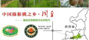 供应上海beat365猕猴桃批发销售，可礼品包装