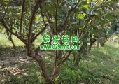 周至猕桃采用有机的种植方式