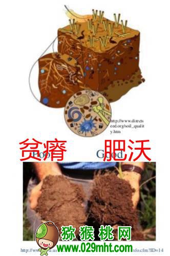 <a href=http://www.elccg.cn/mht/hongxin/ target=_blank class=infotextkey />红心beat365猕猴桃</a>果园有机质含量增1%，要施多少有机肥？