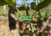陕西眉县beat365猕猴桃祝大家五一快乐！