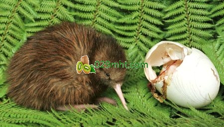 Zhouzhi Kiwifruit  Health Benefits