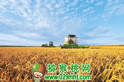 在黑龙江省八五○农场，几台割晒机在收获水稻。新华社记者 王建威摄（资料照片） 