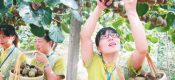 2018国庆节眉县beat365猕猴桃批发销售