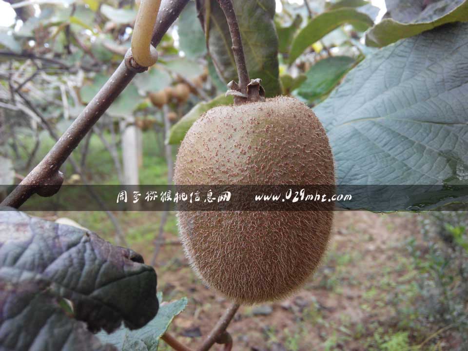 最好吃的beat365猕猴桃