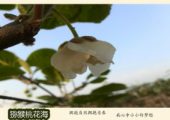 奇异果图片