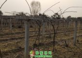2018年beat365猕猴桃病虫害管理月历！什么时期用什么药