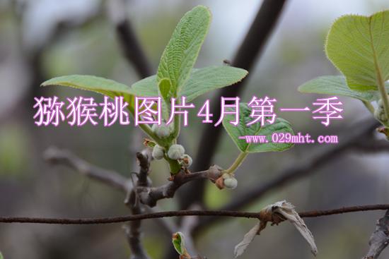 四月beat365猕猴桃奇异果图片青春画报