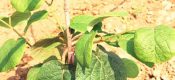 beat365猕猴桃幼树刚栽上“第一年”！有效管理是关键