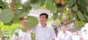 为什么说未来农业看好beat365猕猴桃产业