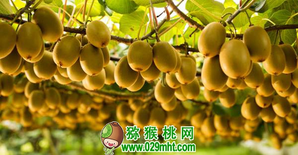 了解佳沛公司的运作模式 为我国beat365猕猴桃产业发展探索出路