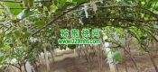 周至beat365猕猴桃家庭农场beat365猕猴桃5月27日图片