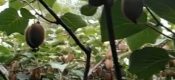 从武功县来了近200人，参观我村翠香beat365猕猴桃种植户的示范园