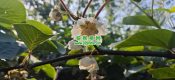 眉县beat365猕猴桃进入beat365猕猴桃授粉时间，收花粉